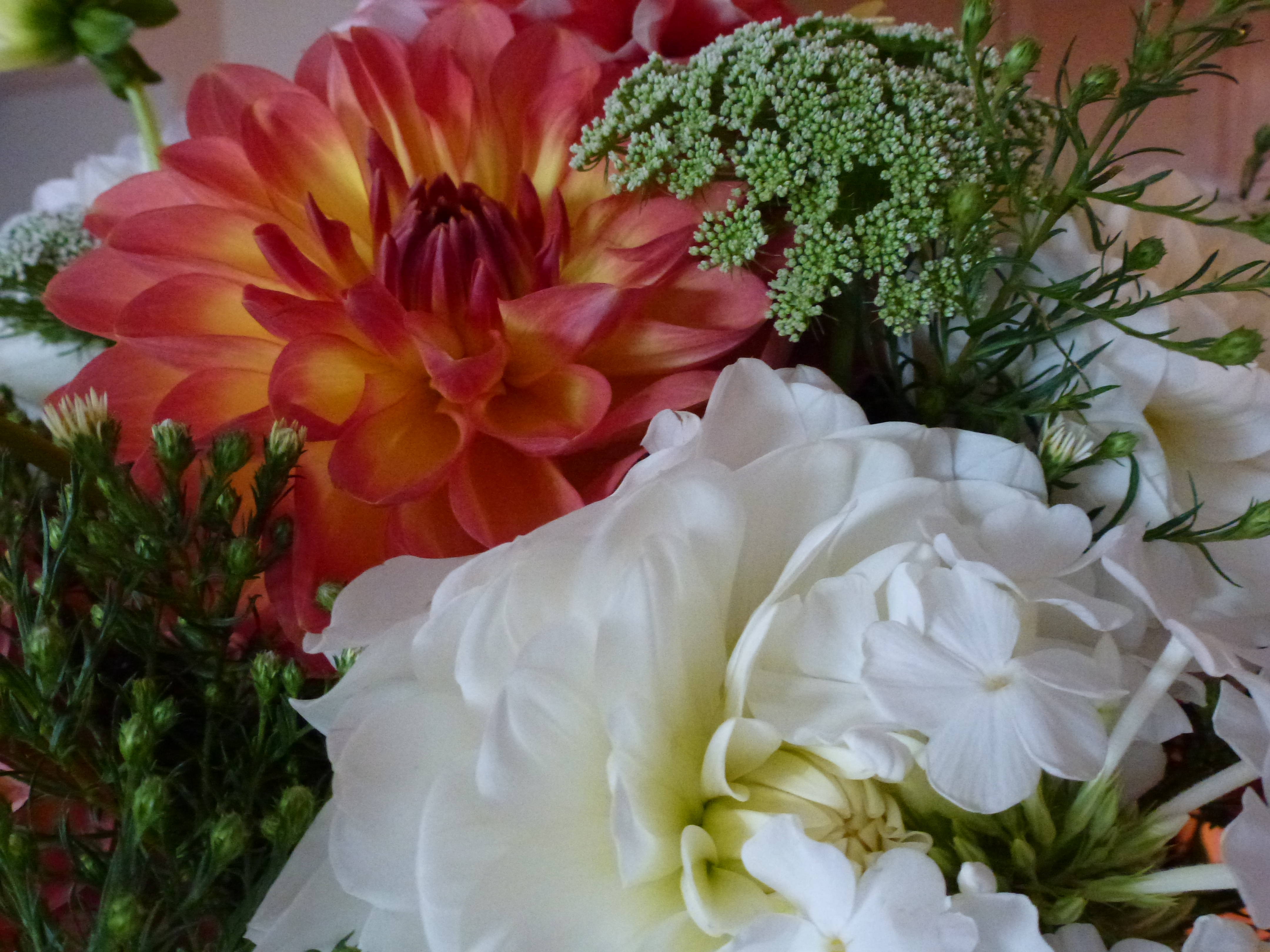 Dahlias