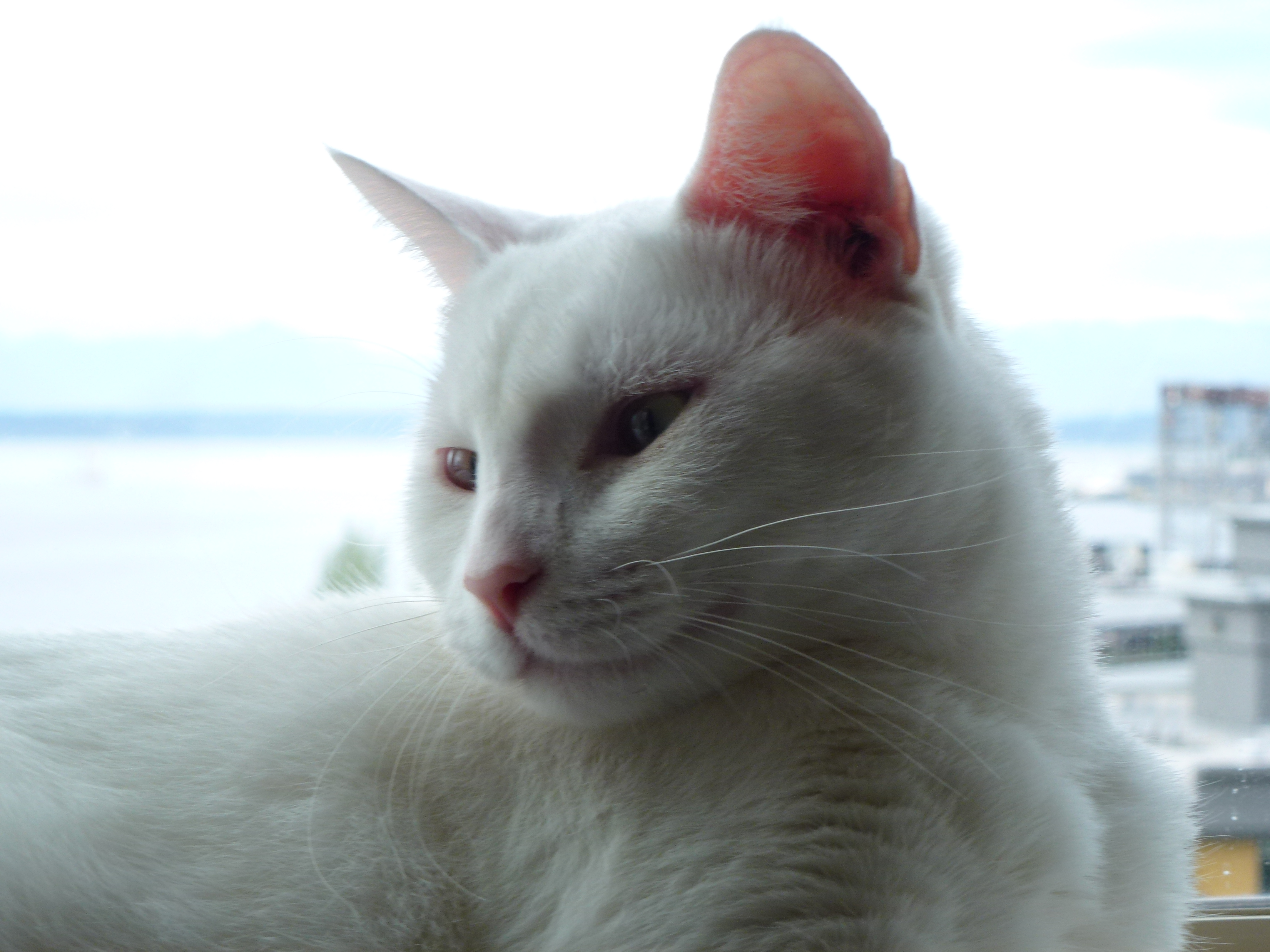 I'll get you Seagull . . . someday!