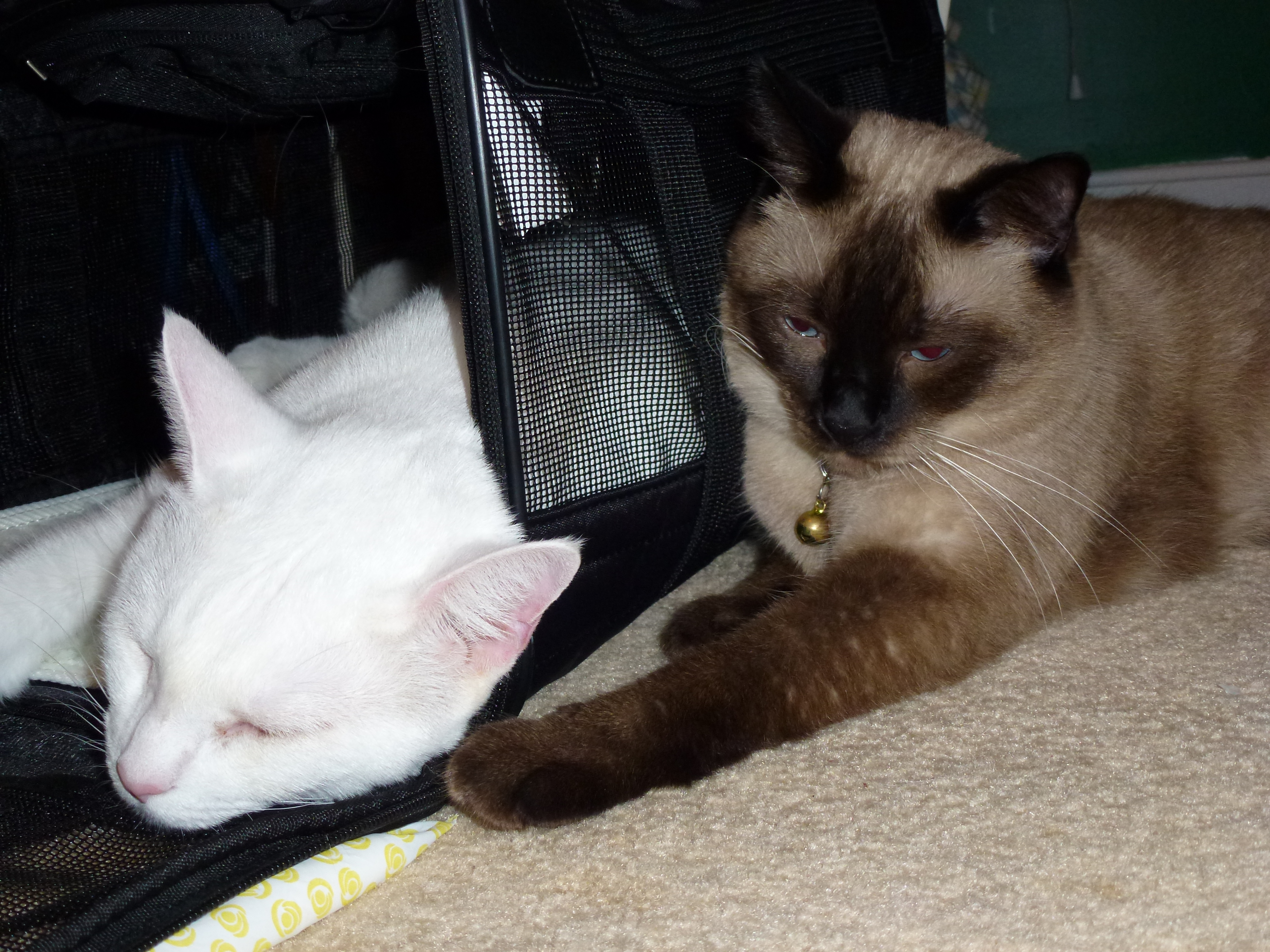 Plus Lee Schetter misses Mali Passic. Lee is needy like his Mom.