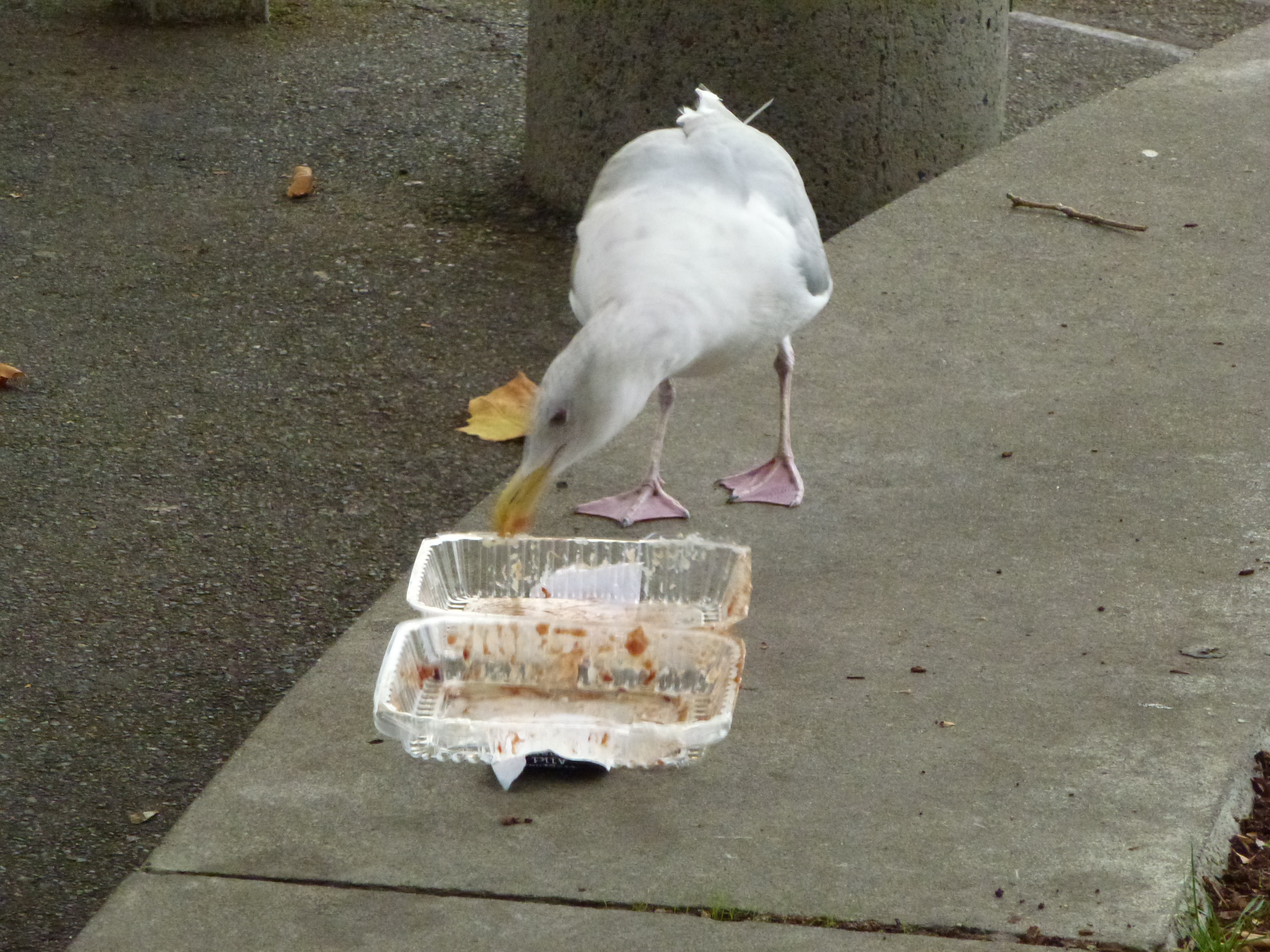 This one found a snack