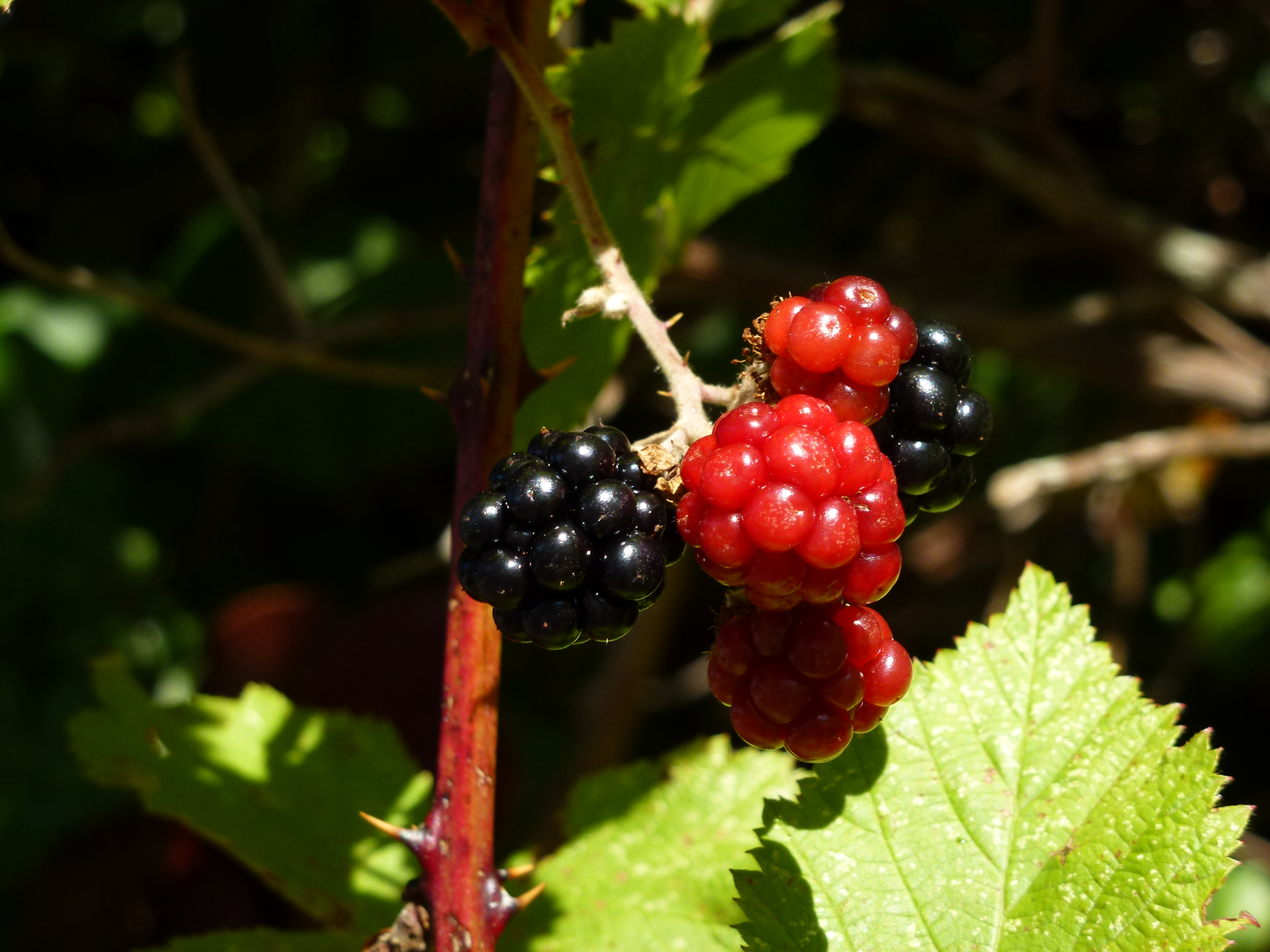 Blackberries are everywhere