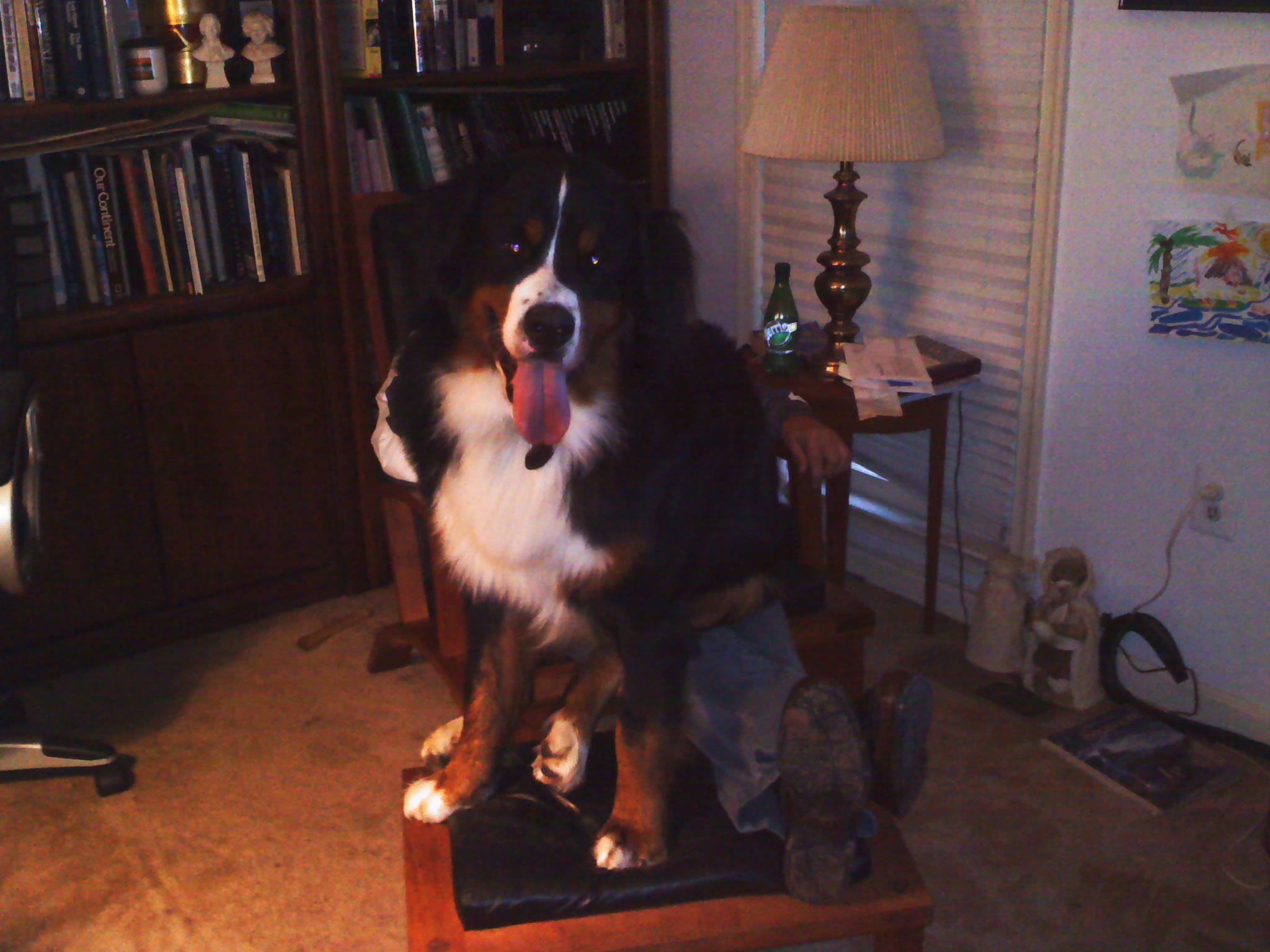 Burf! Dad's little lap dog.