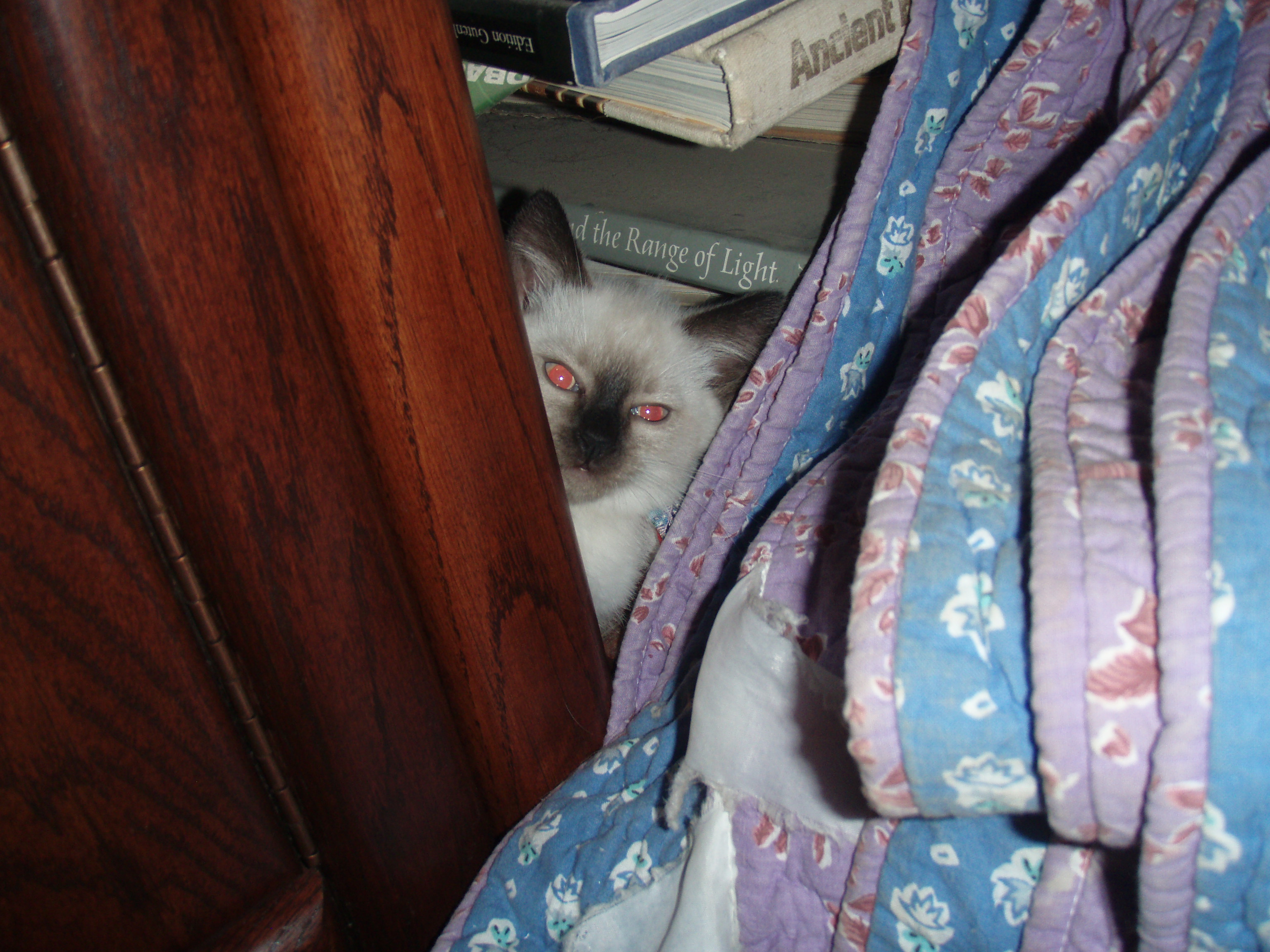 I spy a land otter