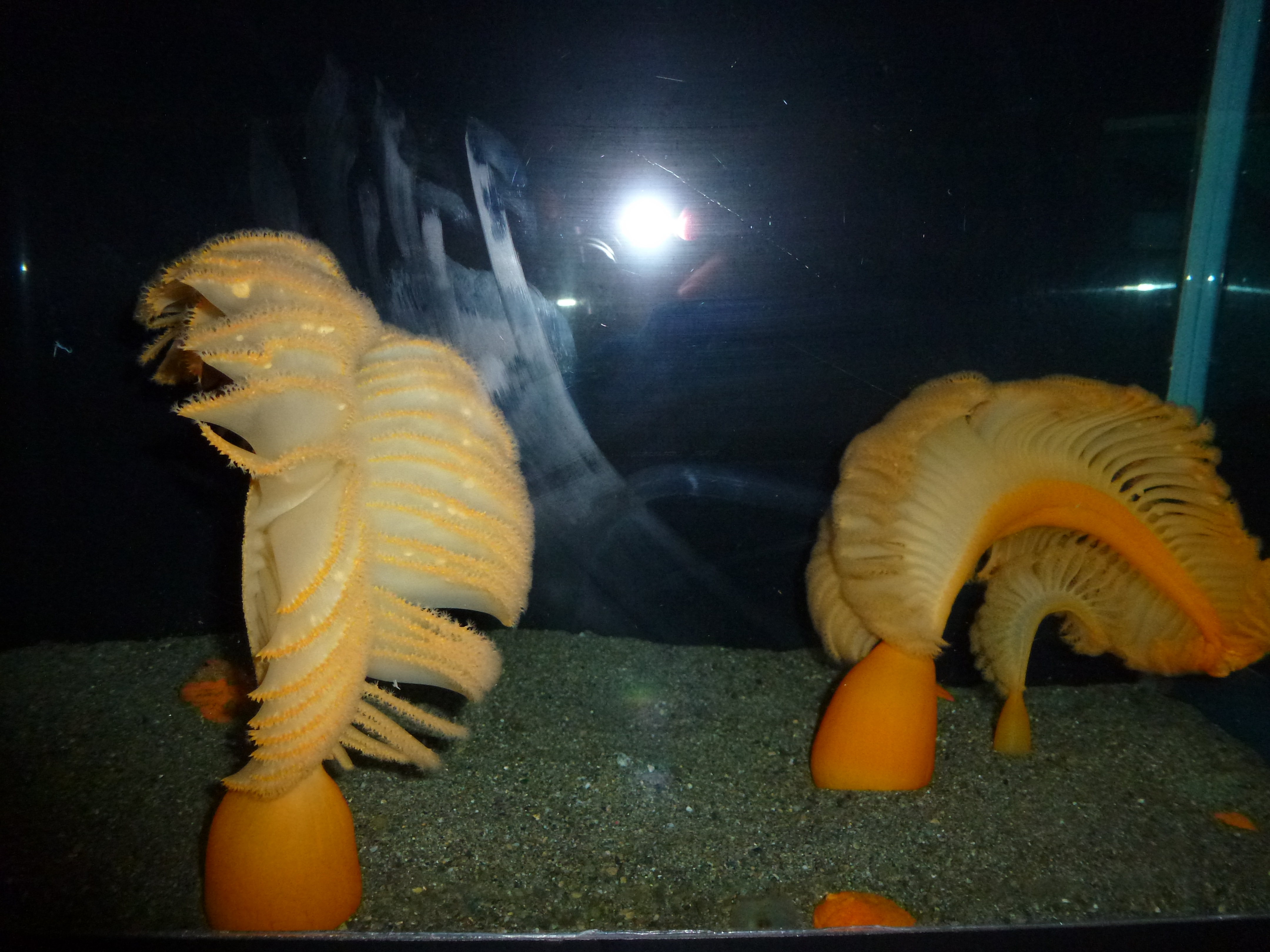 Sea Quills