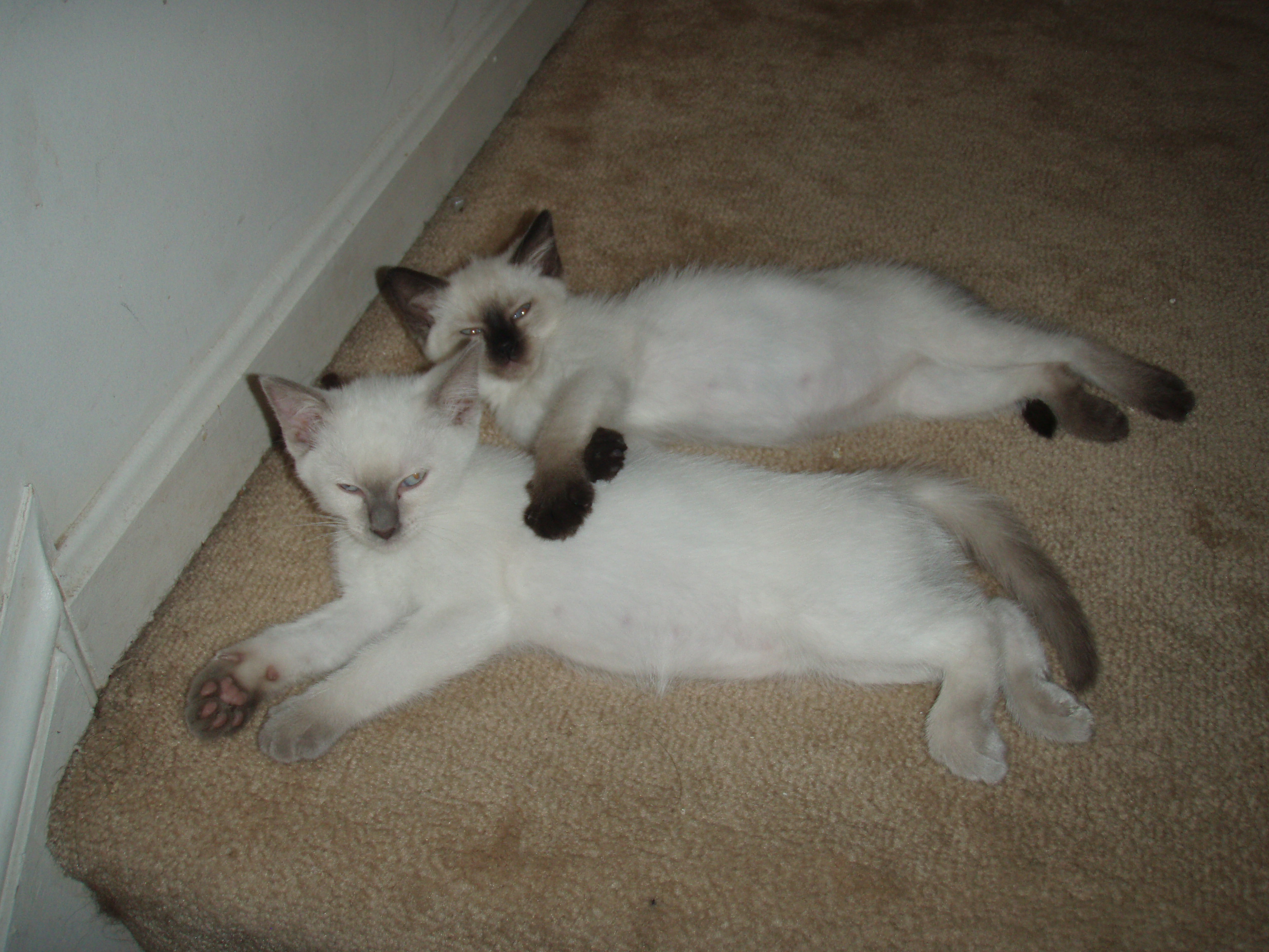 Cats: Nature's Freeloaders