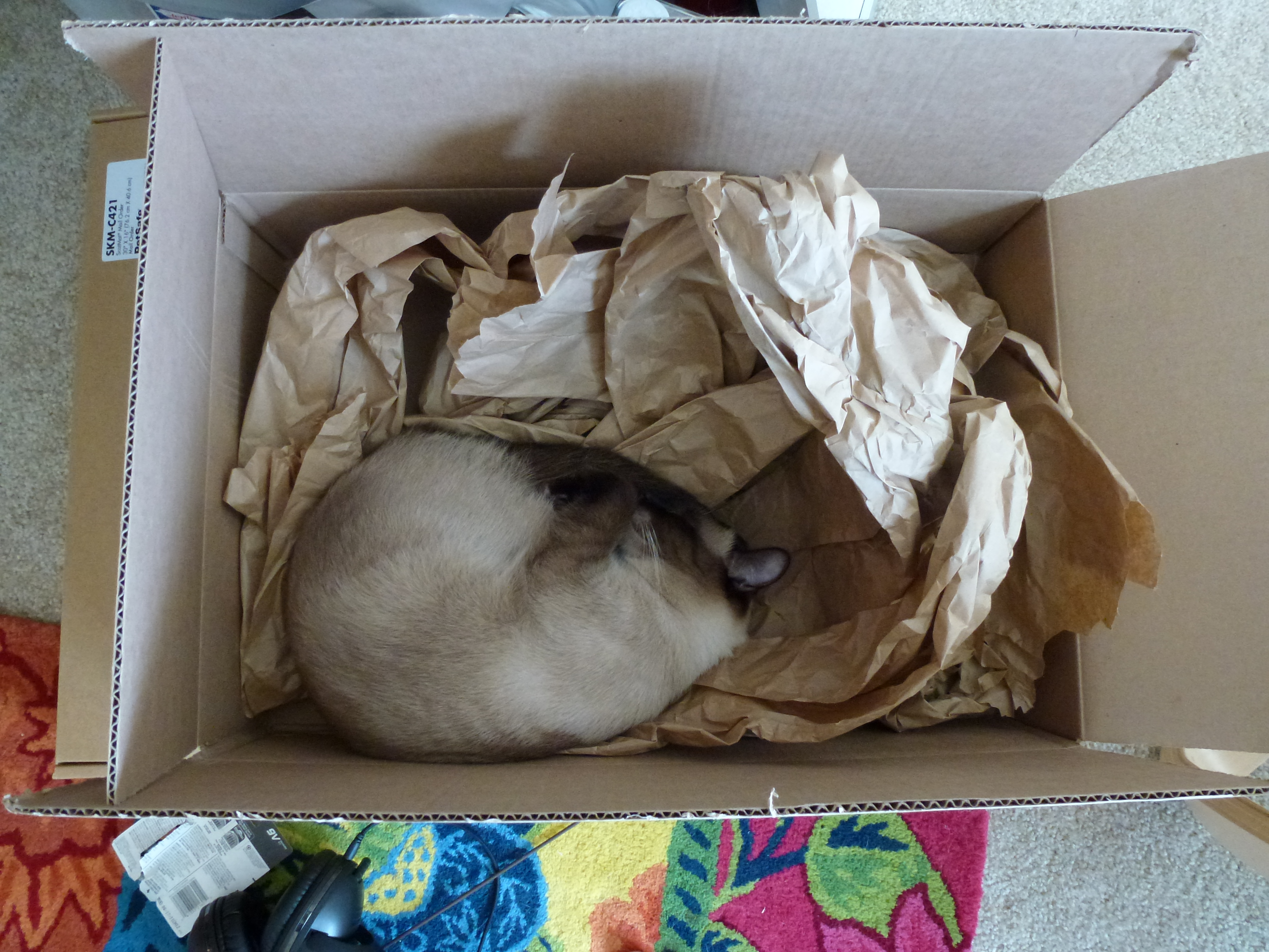 Which is why we have to package up the cats and send them to warmer, sunnier regions like California