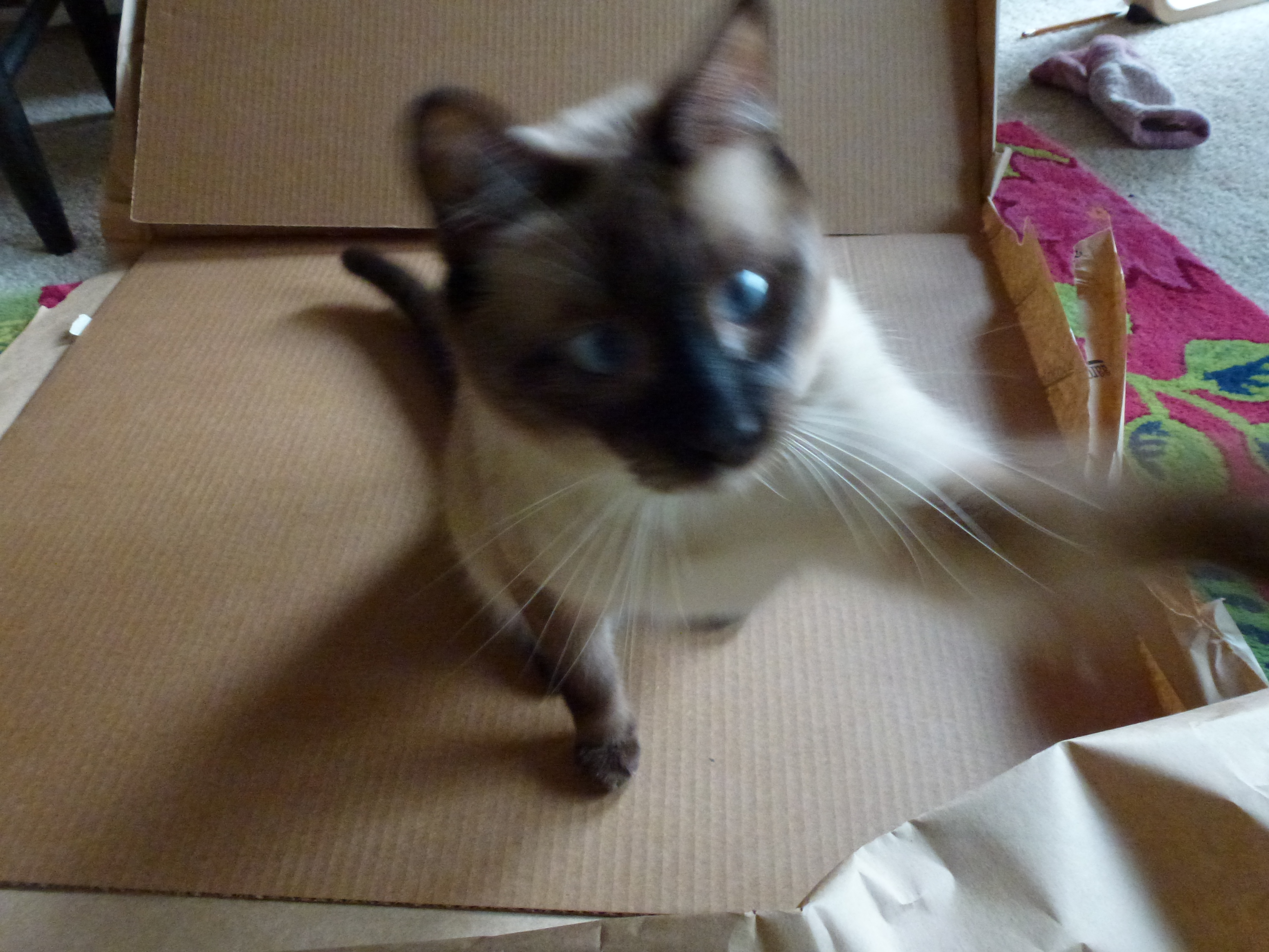 Can I eat it? Camera?