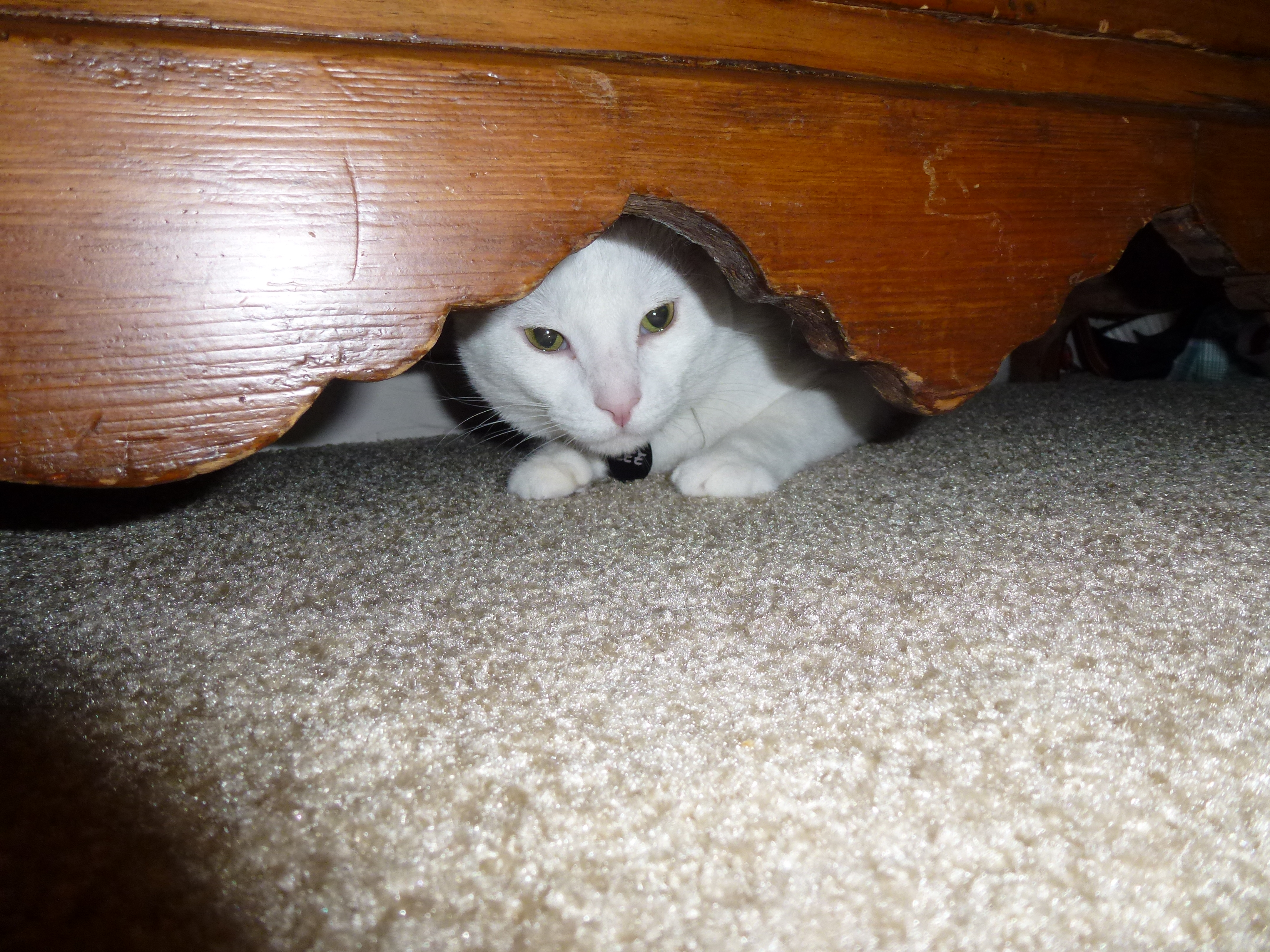 We have no idea how he fit under there