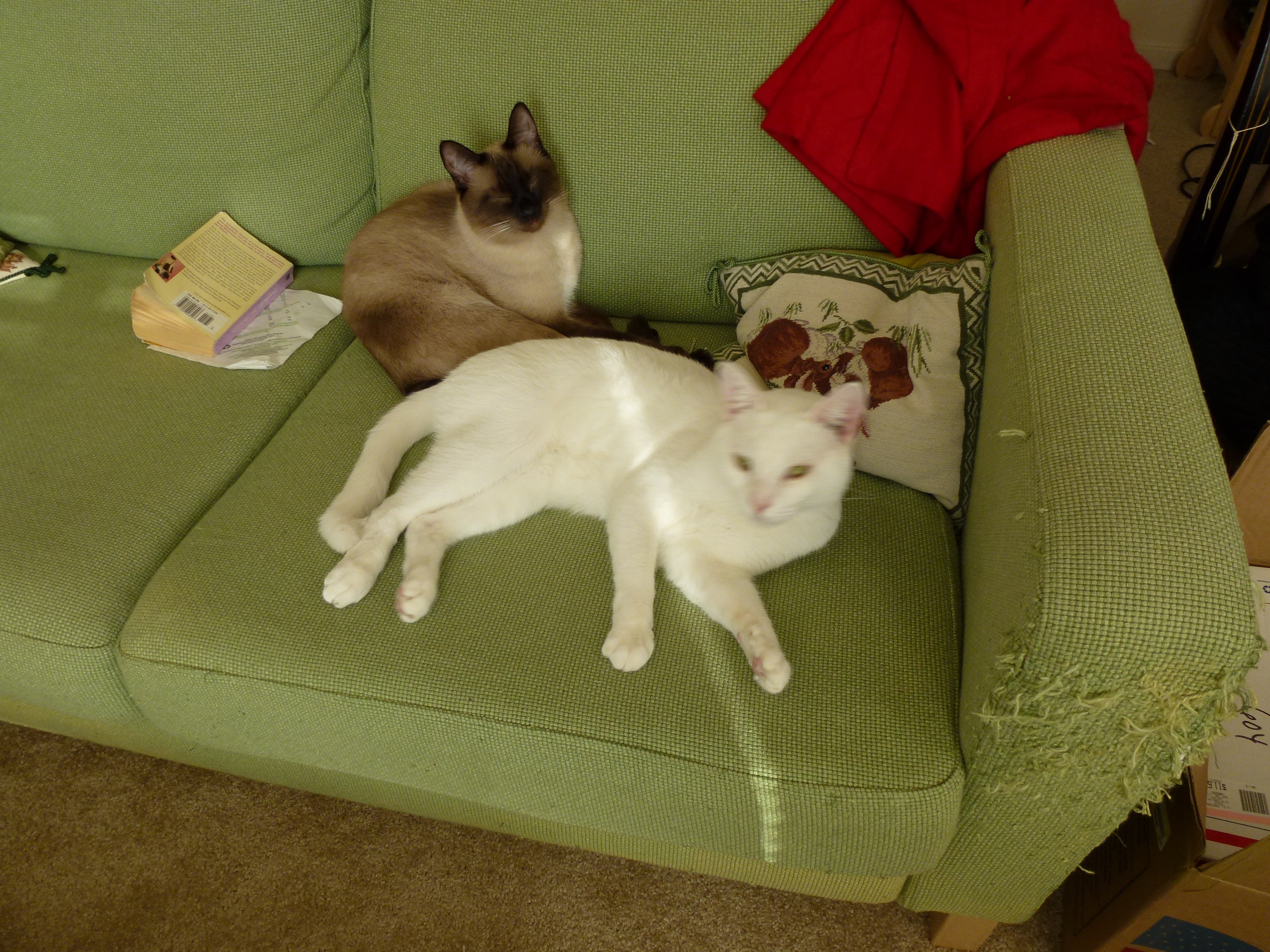 Mom! What did you bring us? The dead shark?