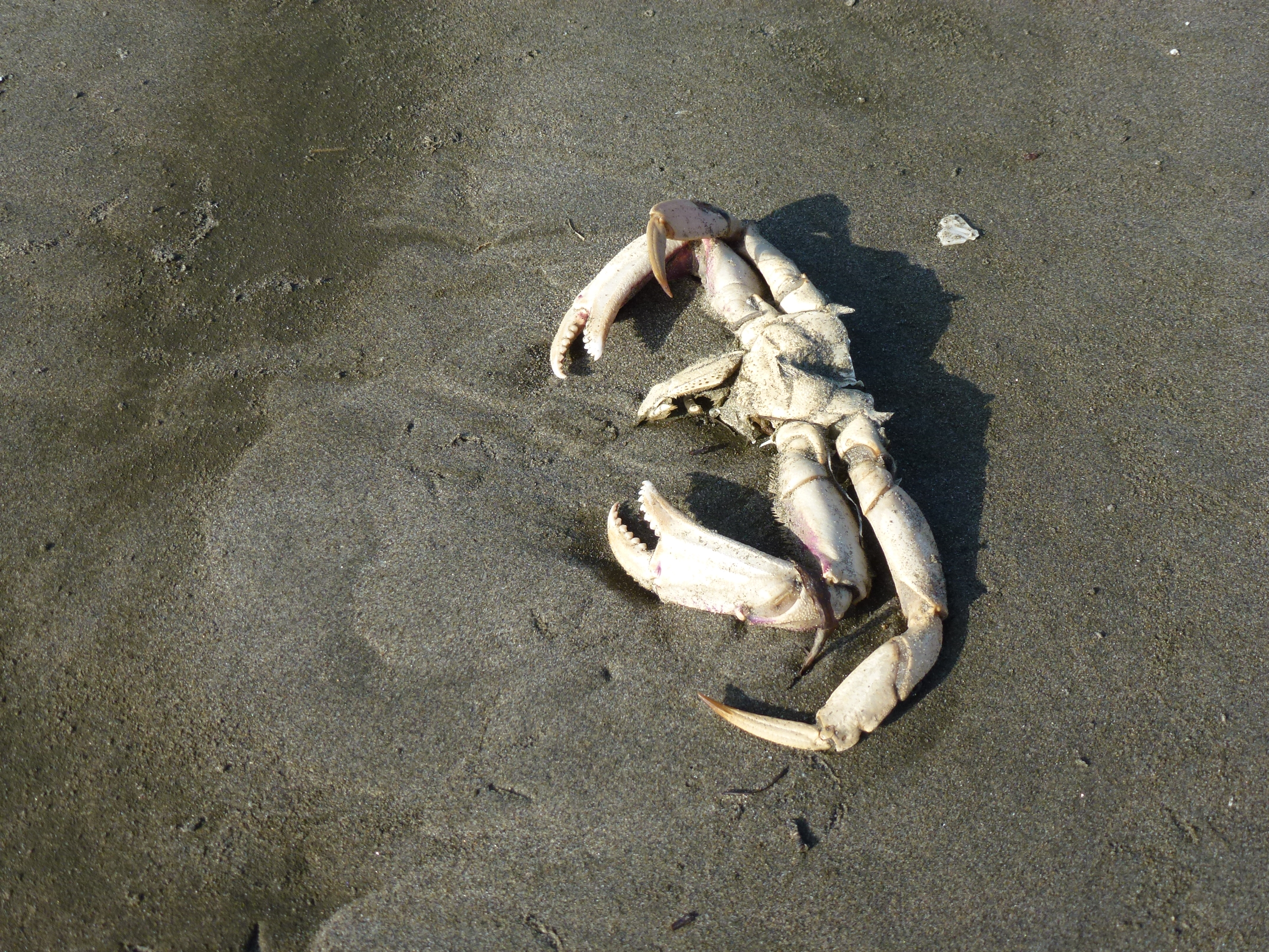 The Senior citizen Seagulls had had a crab buffet dinner earlier
