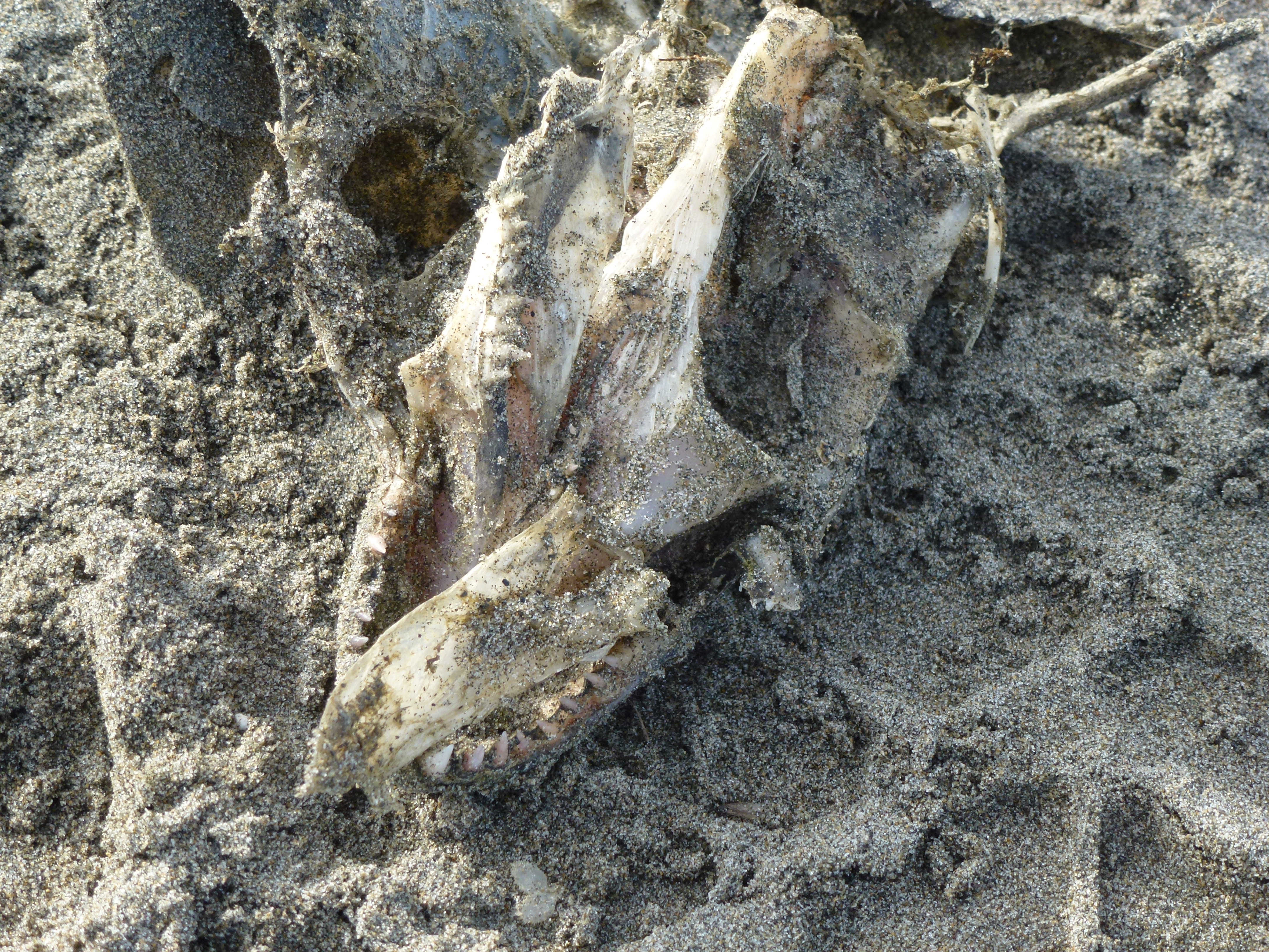Seagulls are brutal