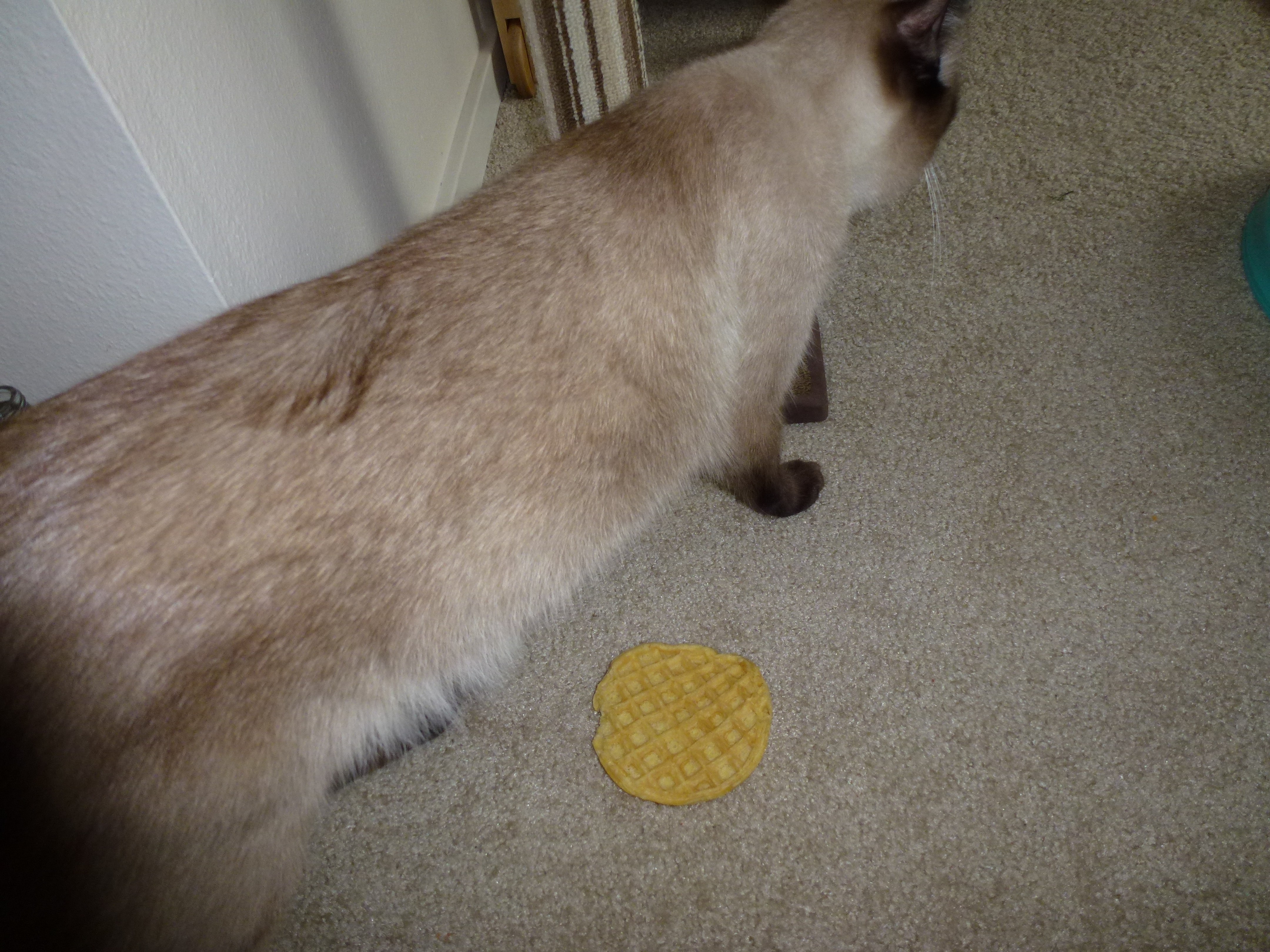 Culprit and his quarry