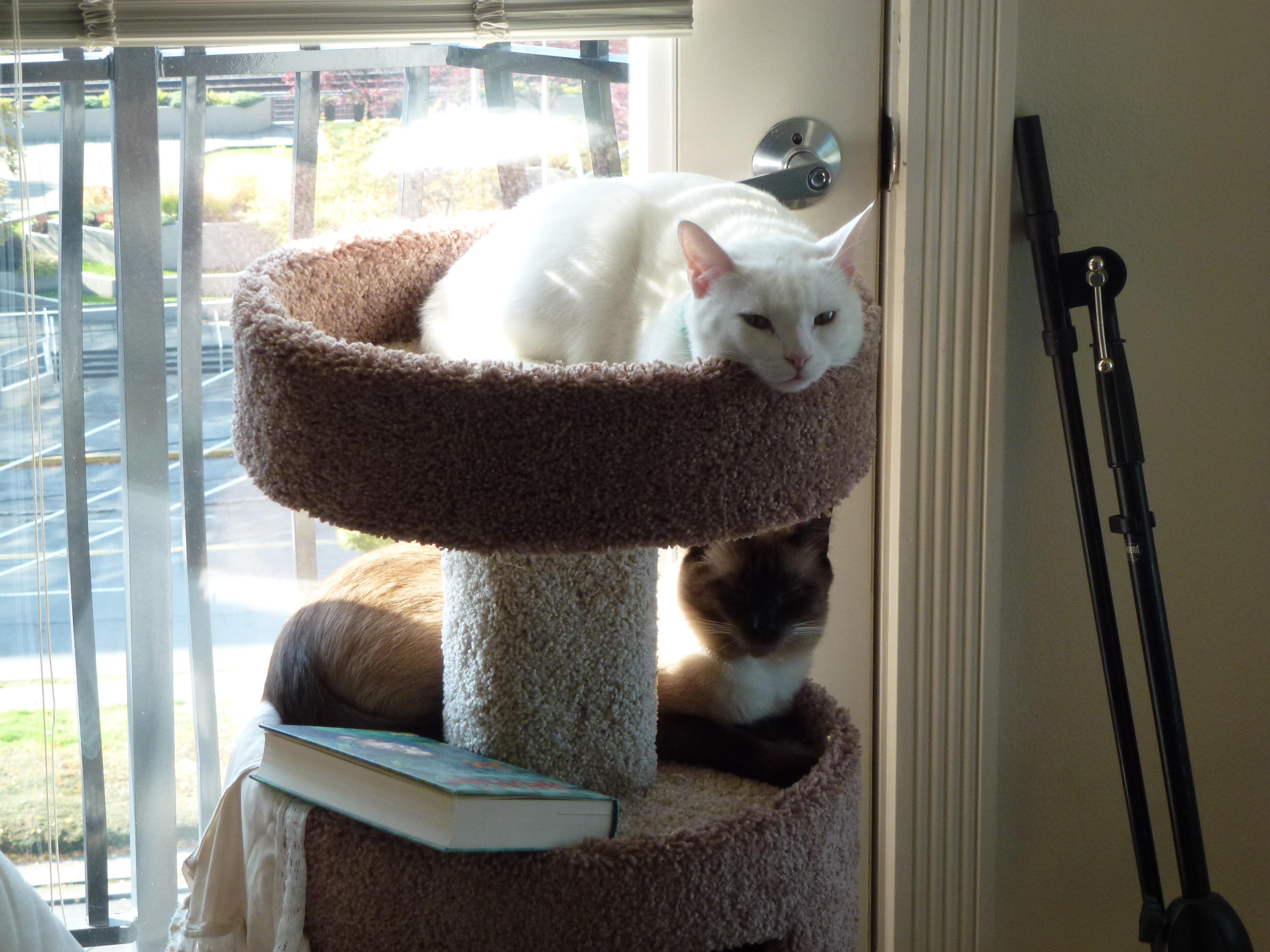 Cat tiers