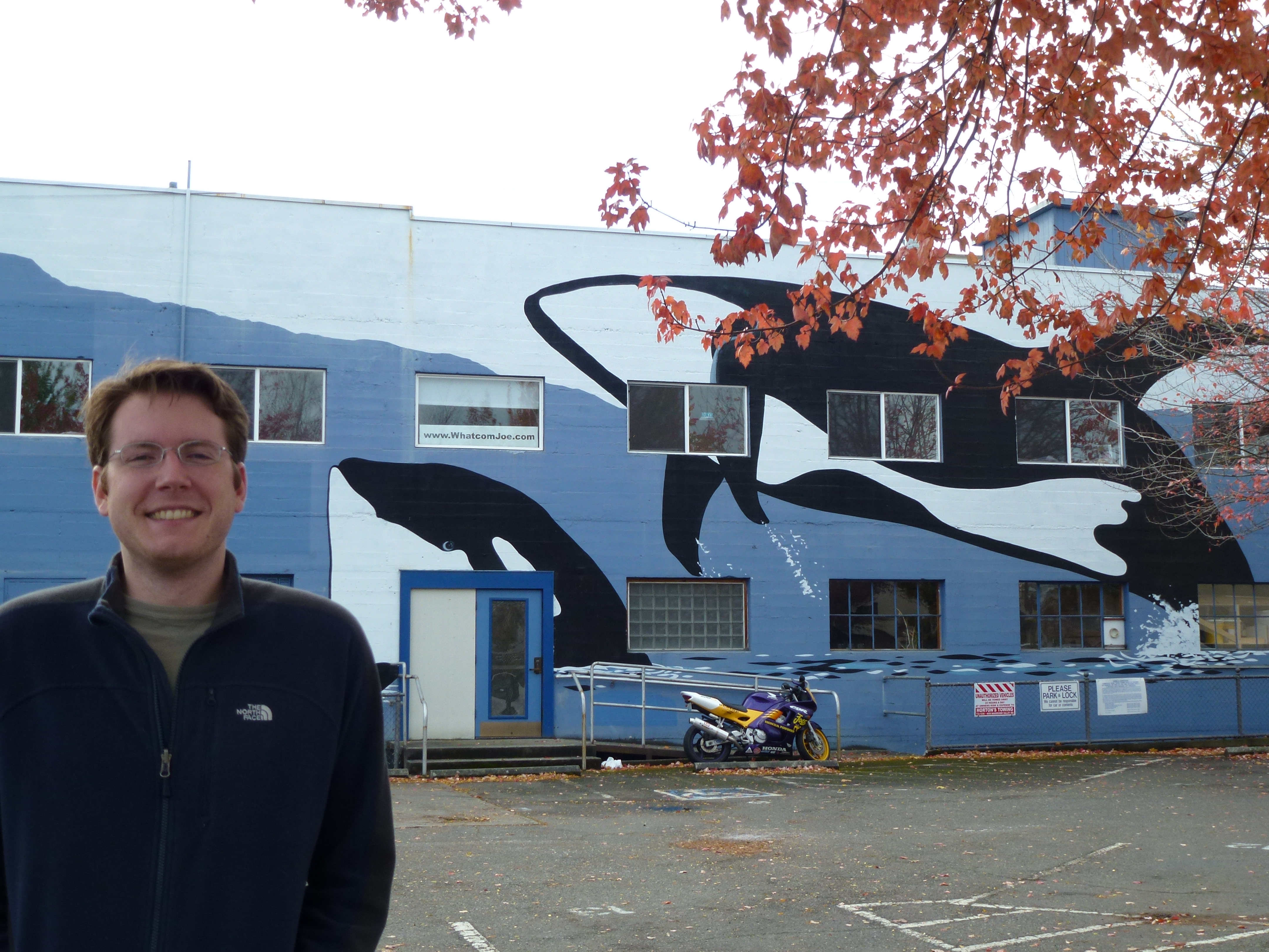 Orcas leap majestically in Bellingham too.