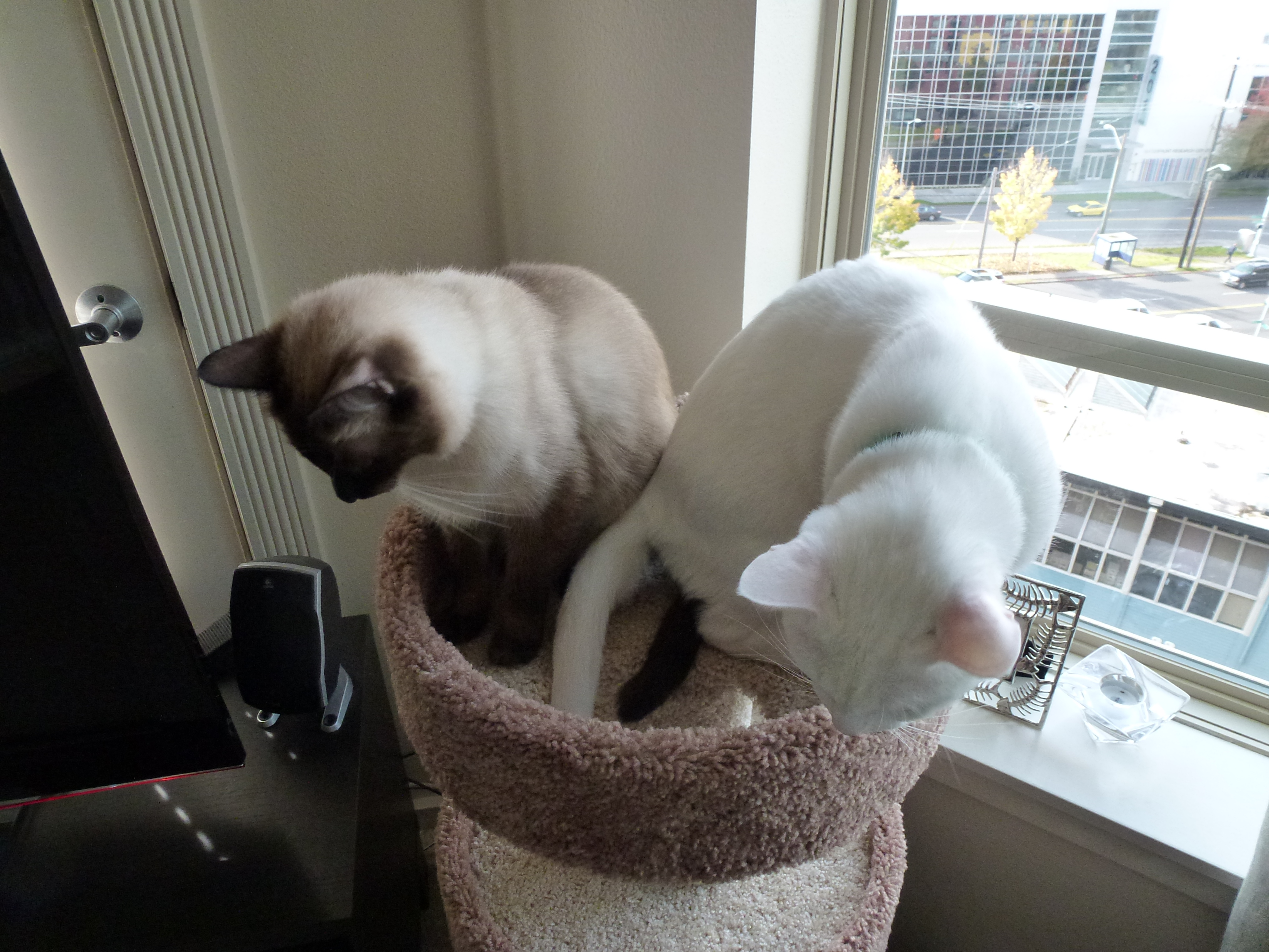 Move your big bottom, Brother!
