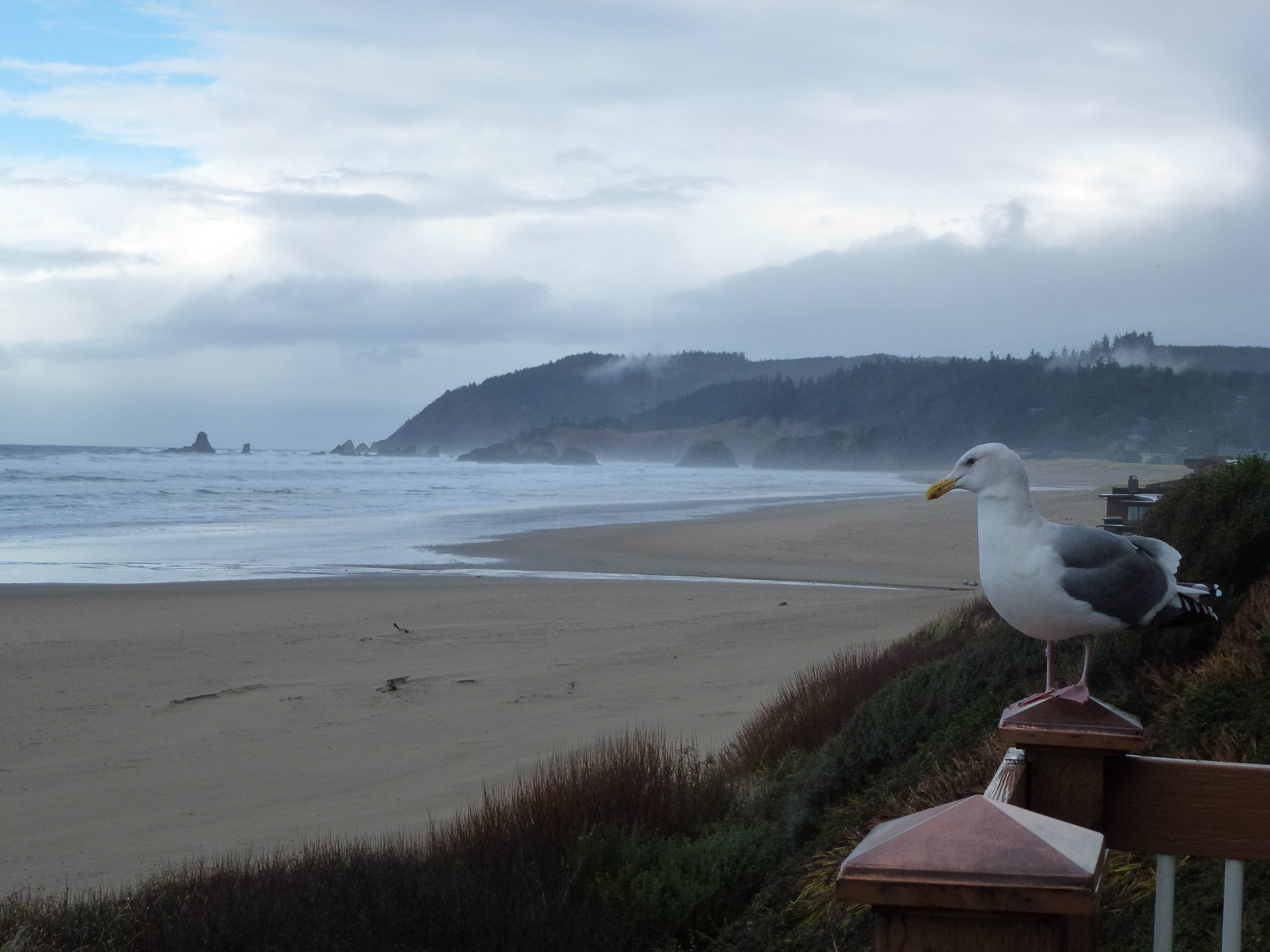 Seagull contemplating life
