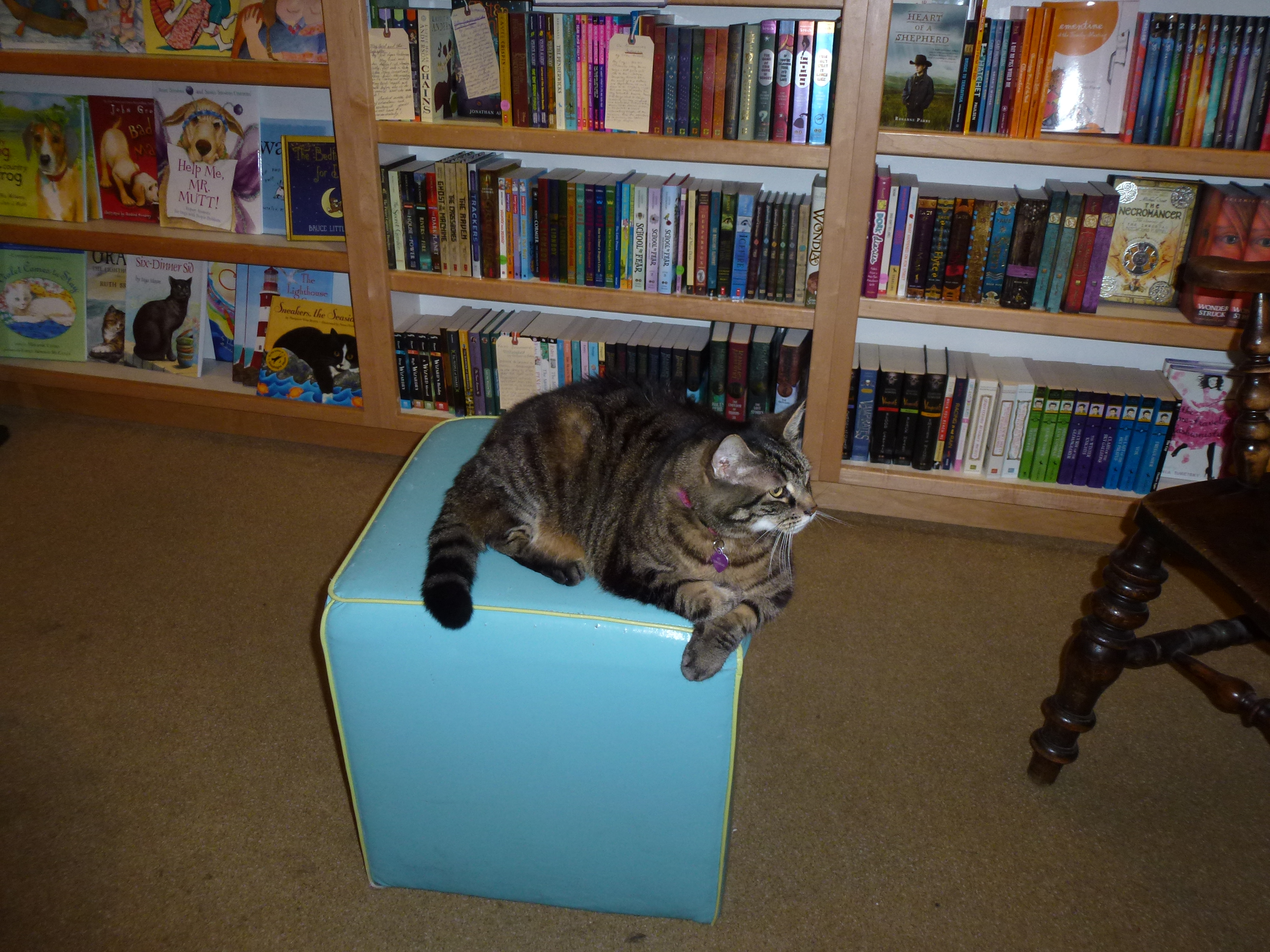 My name is Oz. I live at the bookstore.