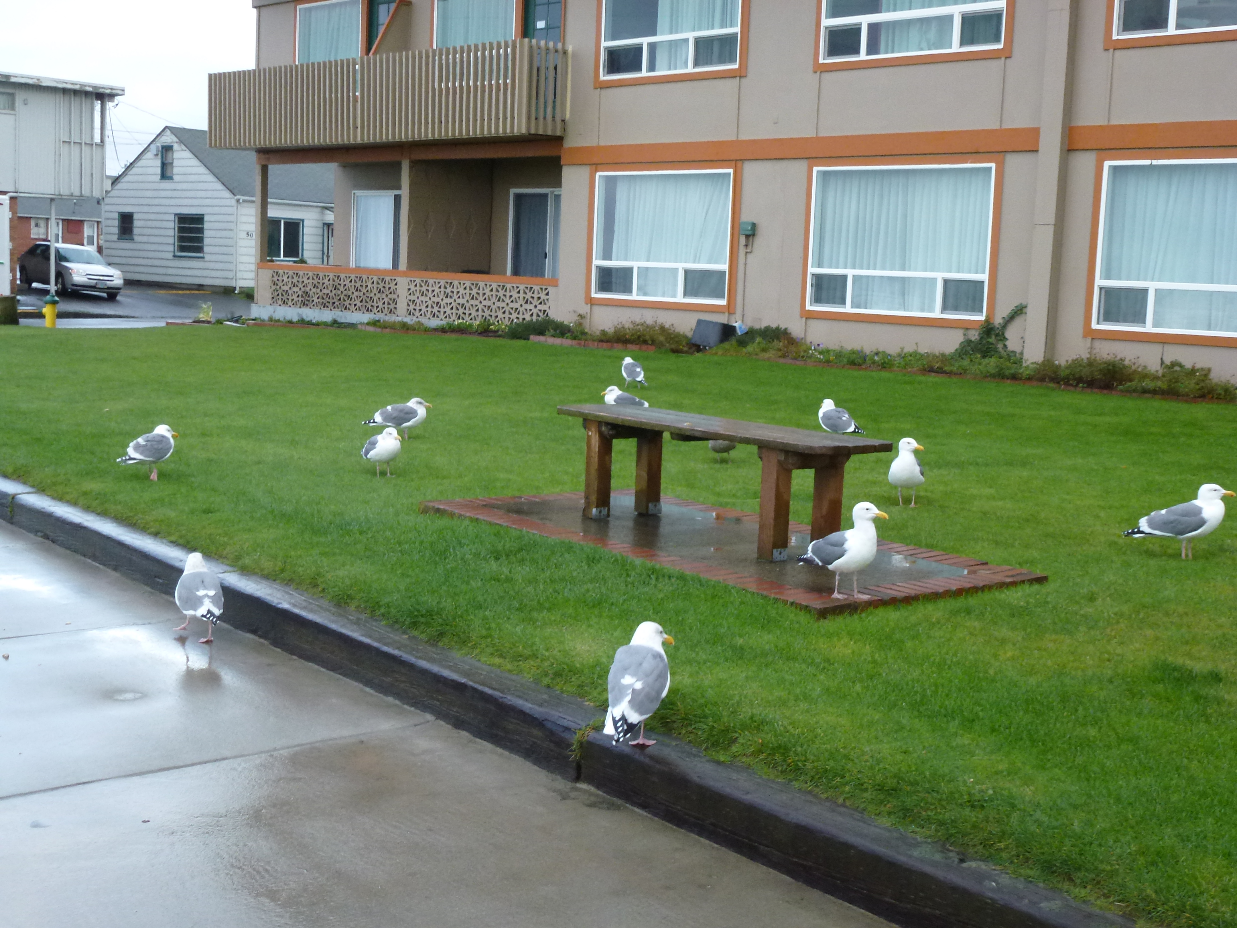 A flock of seagulls.