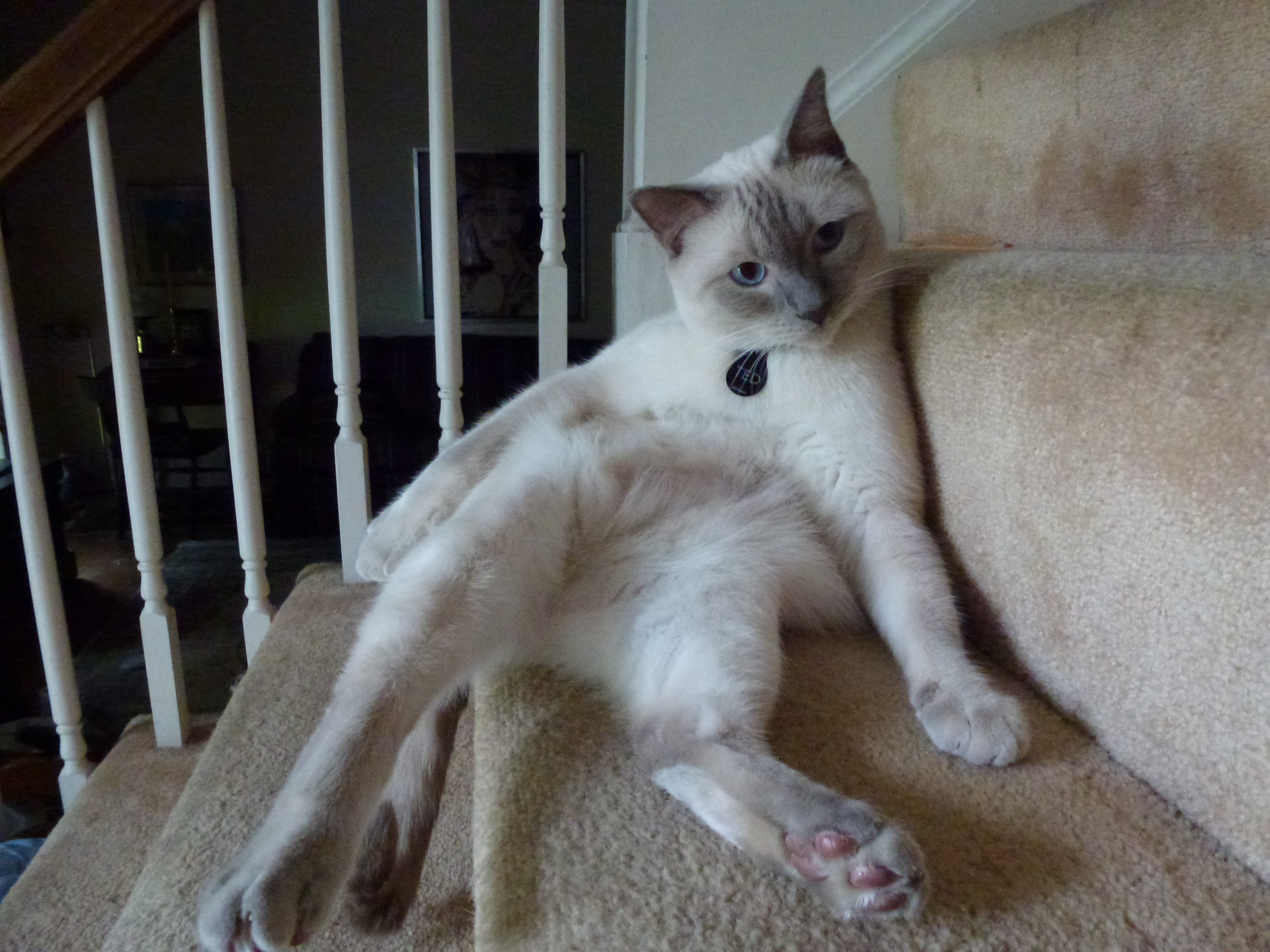It's not a holiday without a tubby Siamese!